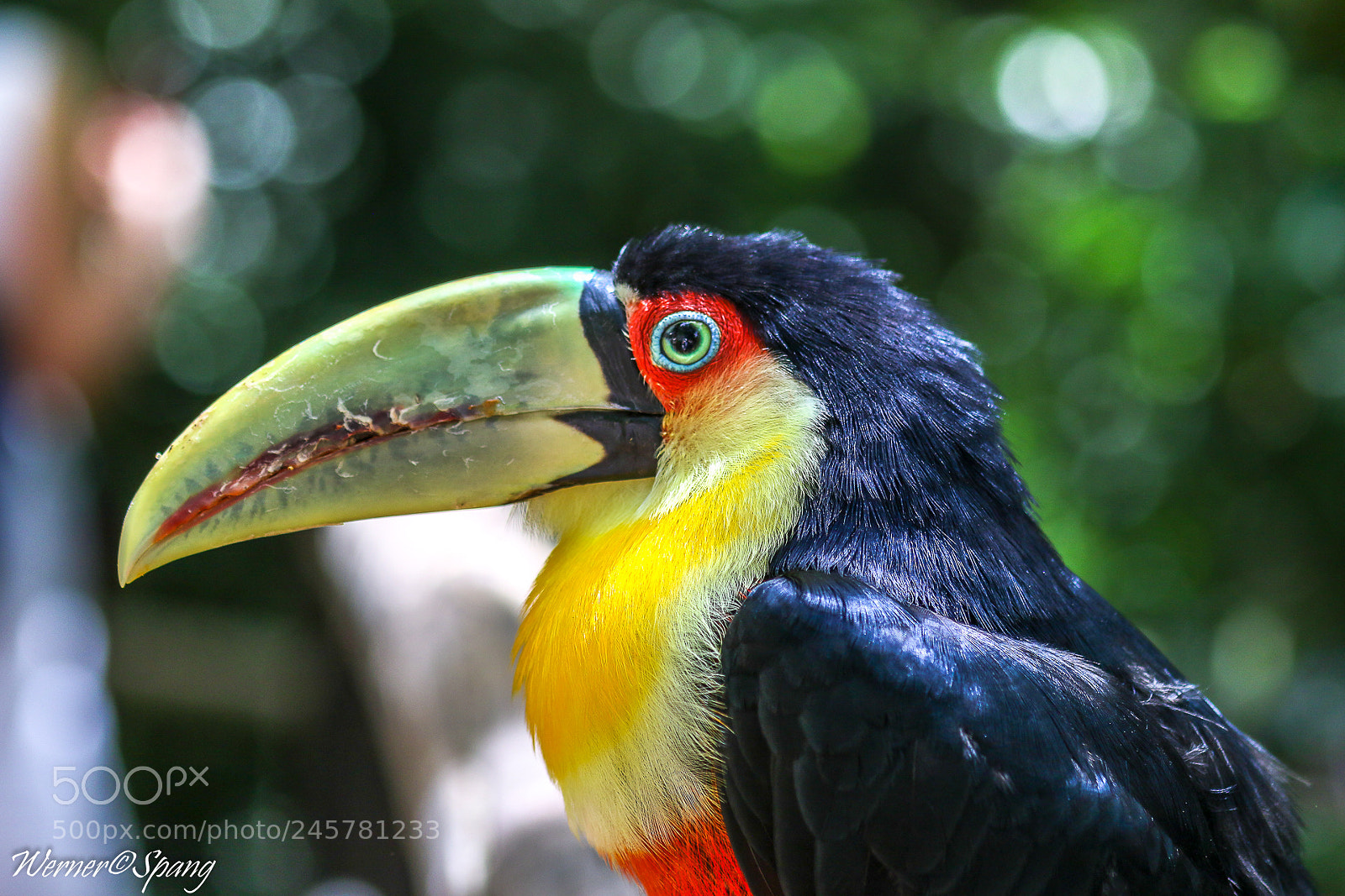 Canon EOS 7D Mark II sample photo. Red breasted toucan bunttukan photography