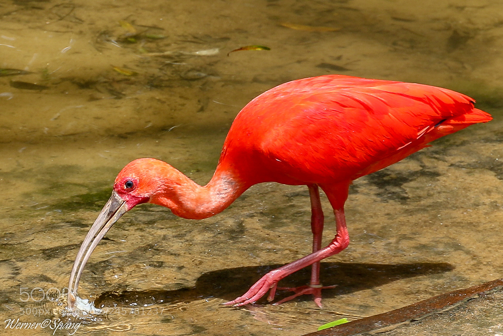Canon EOS 7D Mark II sample photo. Scarlet ibis scharlachsichler eudocimus photography