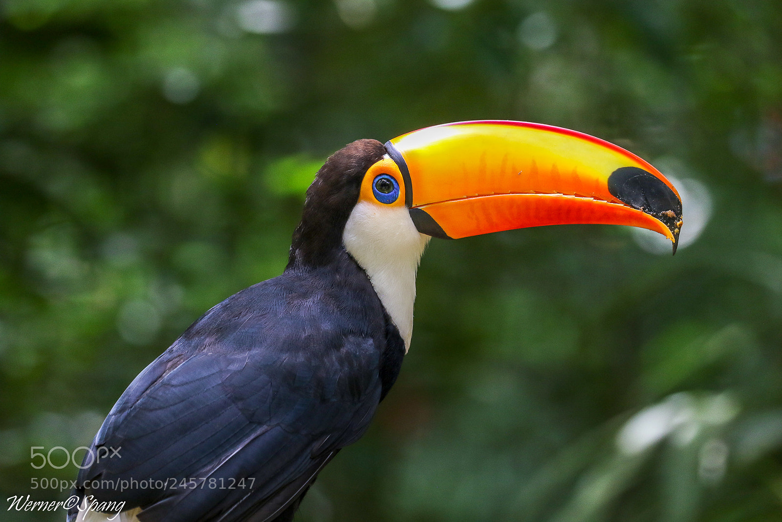 Canon EOS 7D Mark II sample photo. Toco toucan riesentucan photography