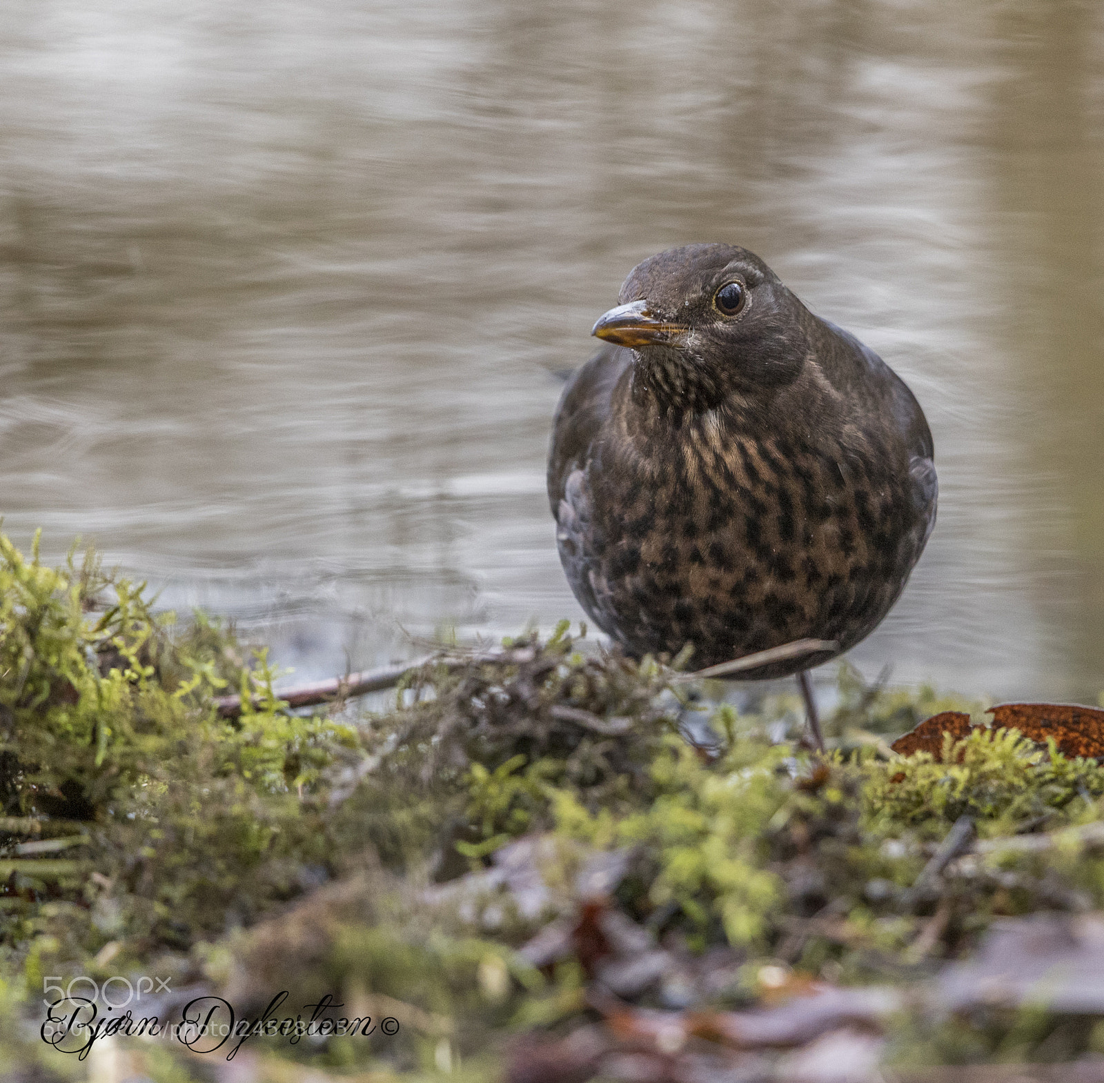 Canon EOS-1D X Mark II sample photo. Blackbird female photography