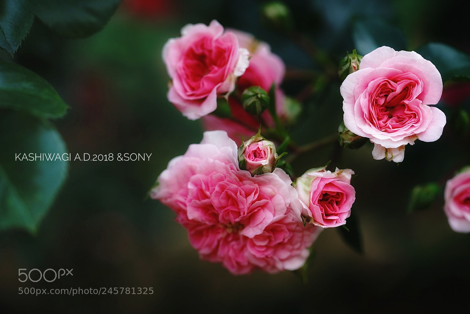 Sony a7 II sample photo. Pink swany / france 2003 photography