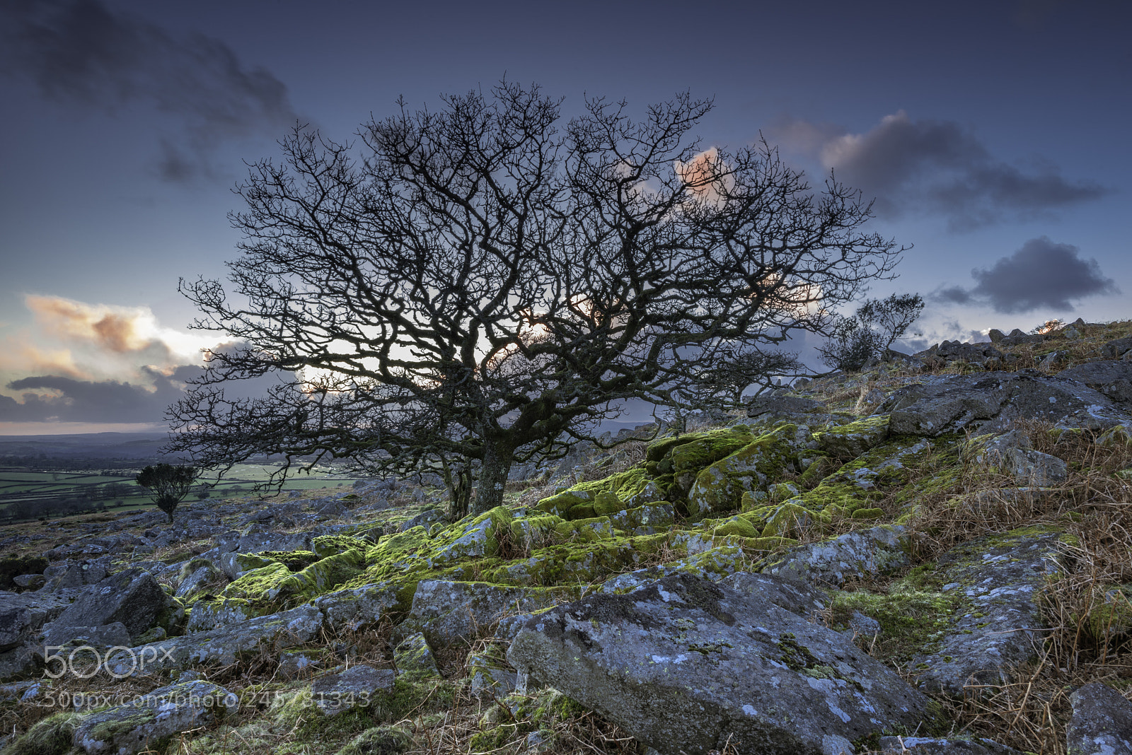 Nikon D800E sample photo. Moor tree photography