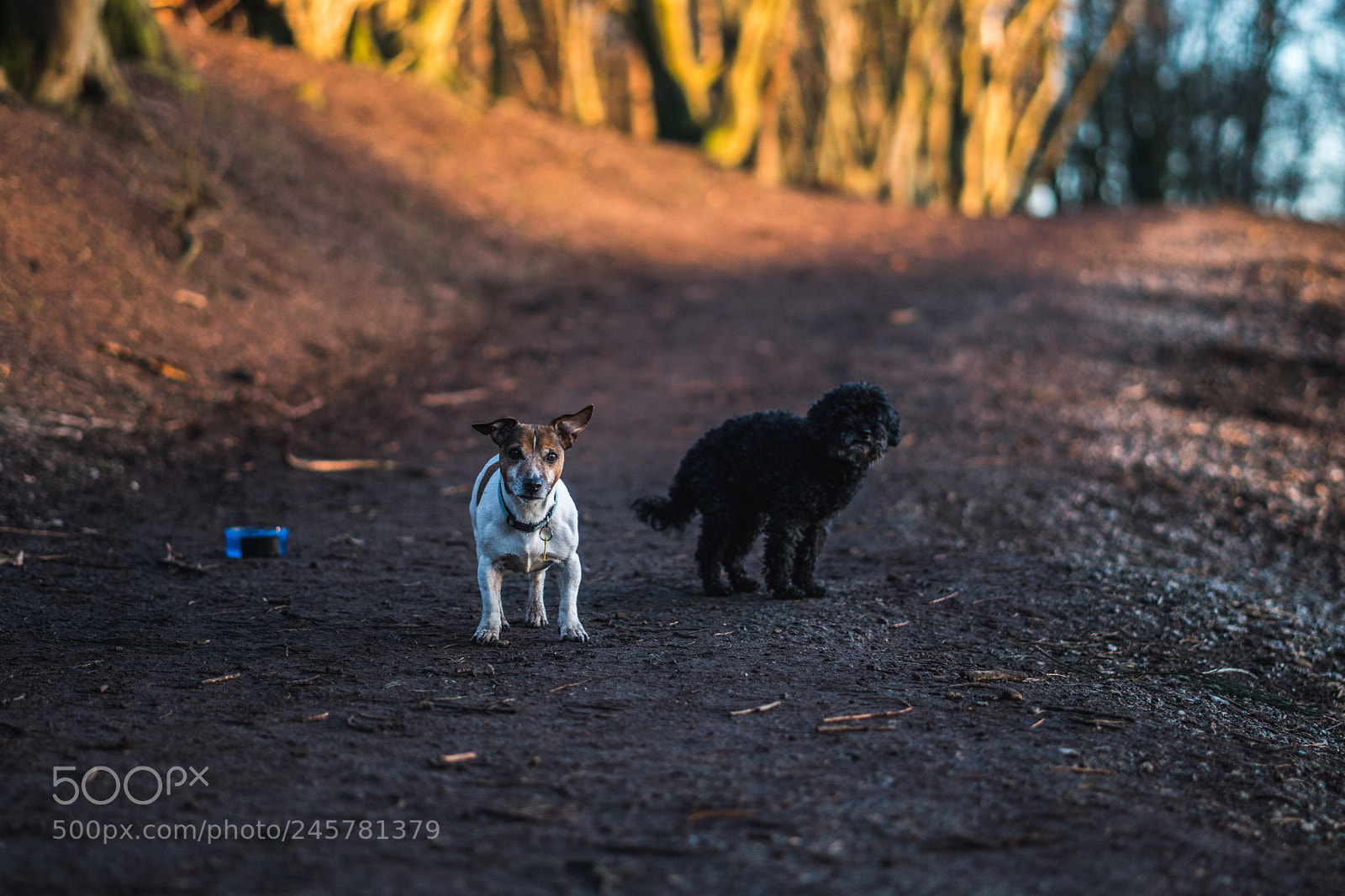 Sony a6500 sample photo. Dog park photography