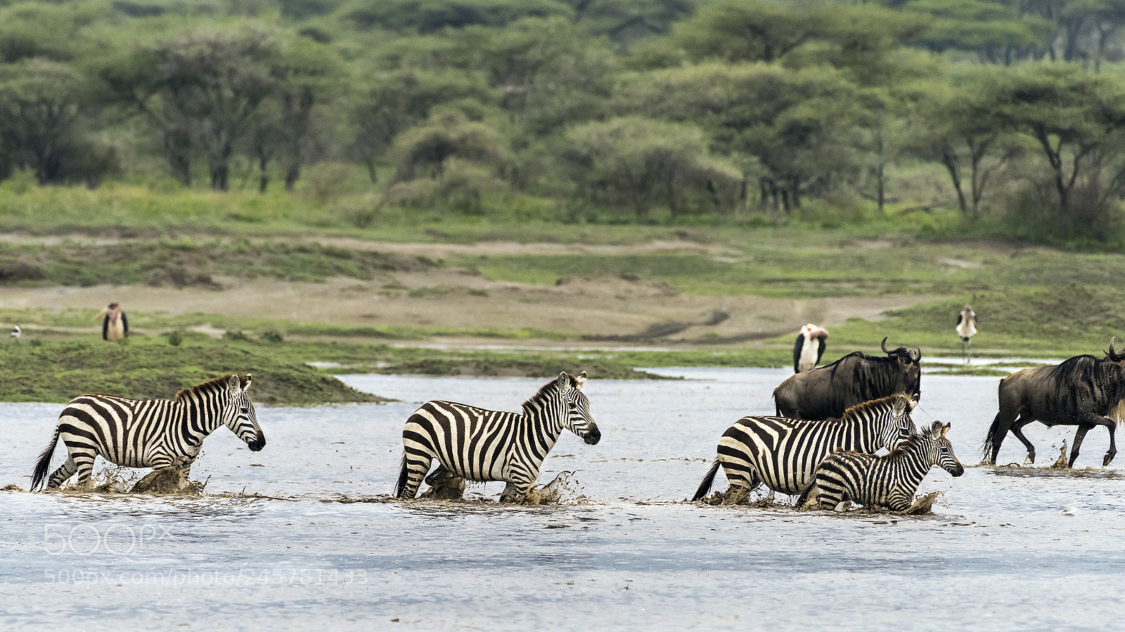 Nikon D810 sample photo. Zebras and baby, wildebeest photography