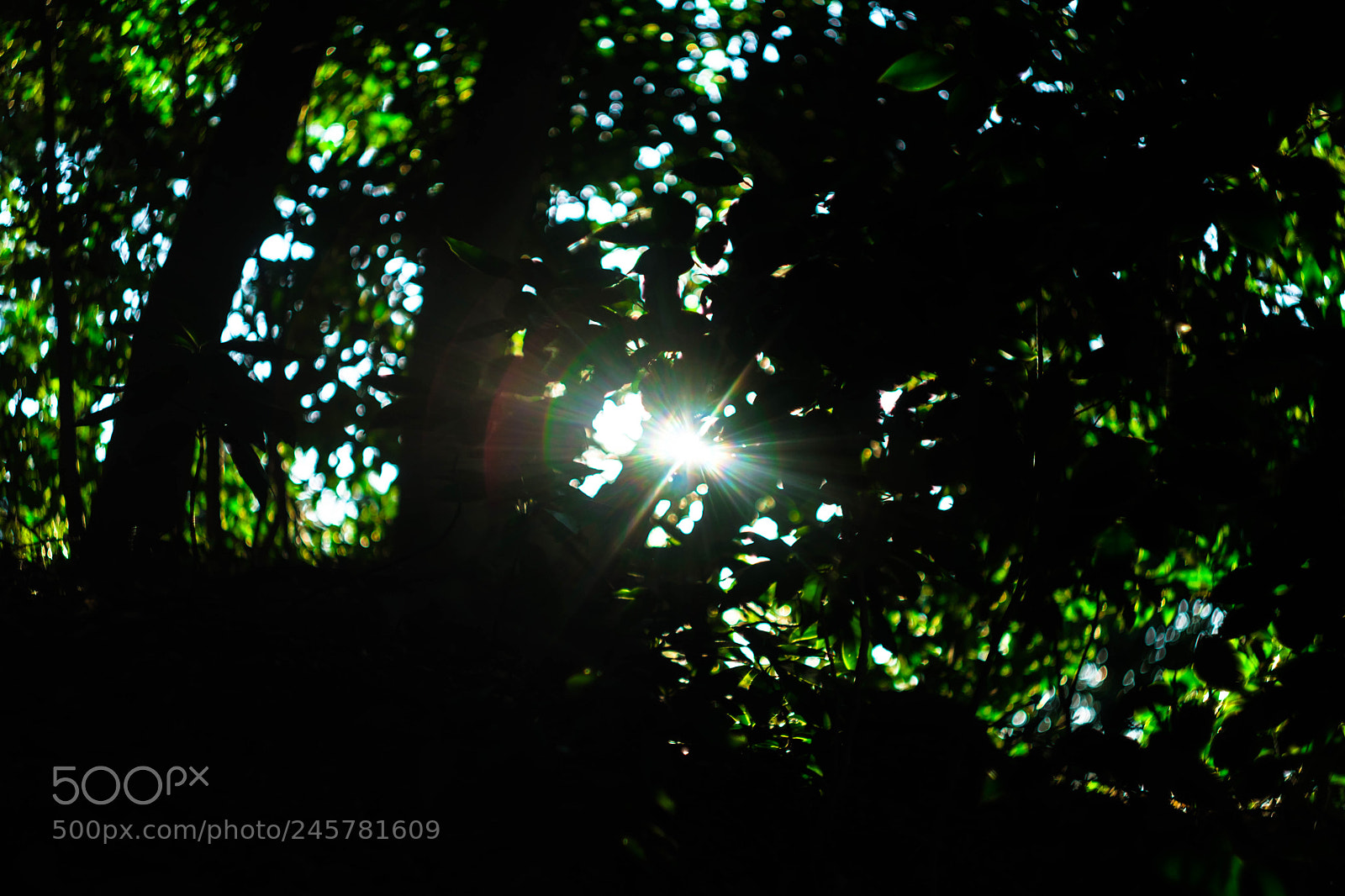Fujifilm X-T2 sample photo. Flare point photography