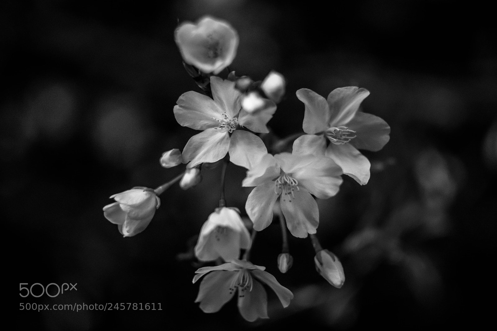 Fujifilm X-T2 sample photo. Bloom in night photography