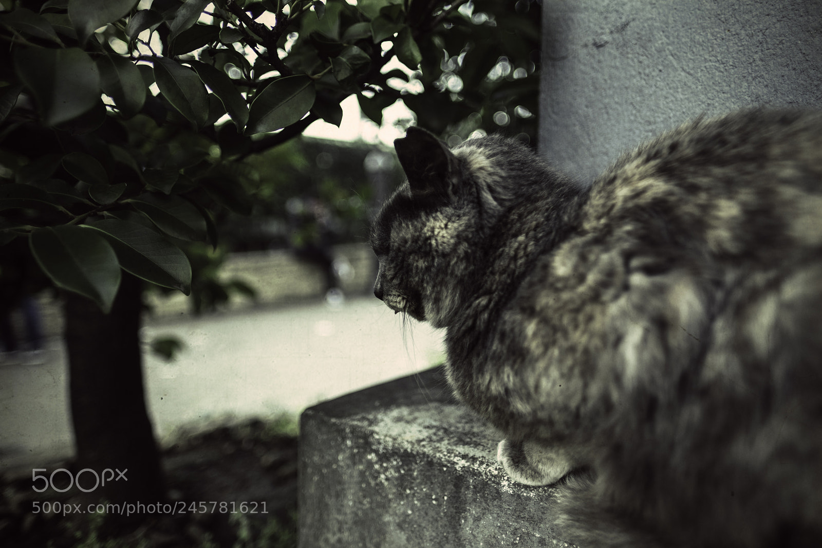 Fujifilm X-T2 sample photo. Vintage effect photography