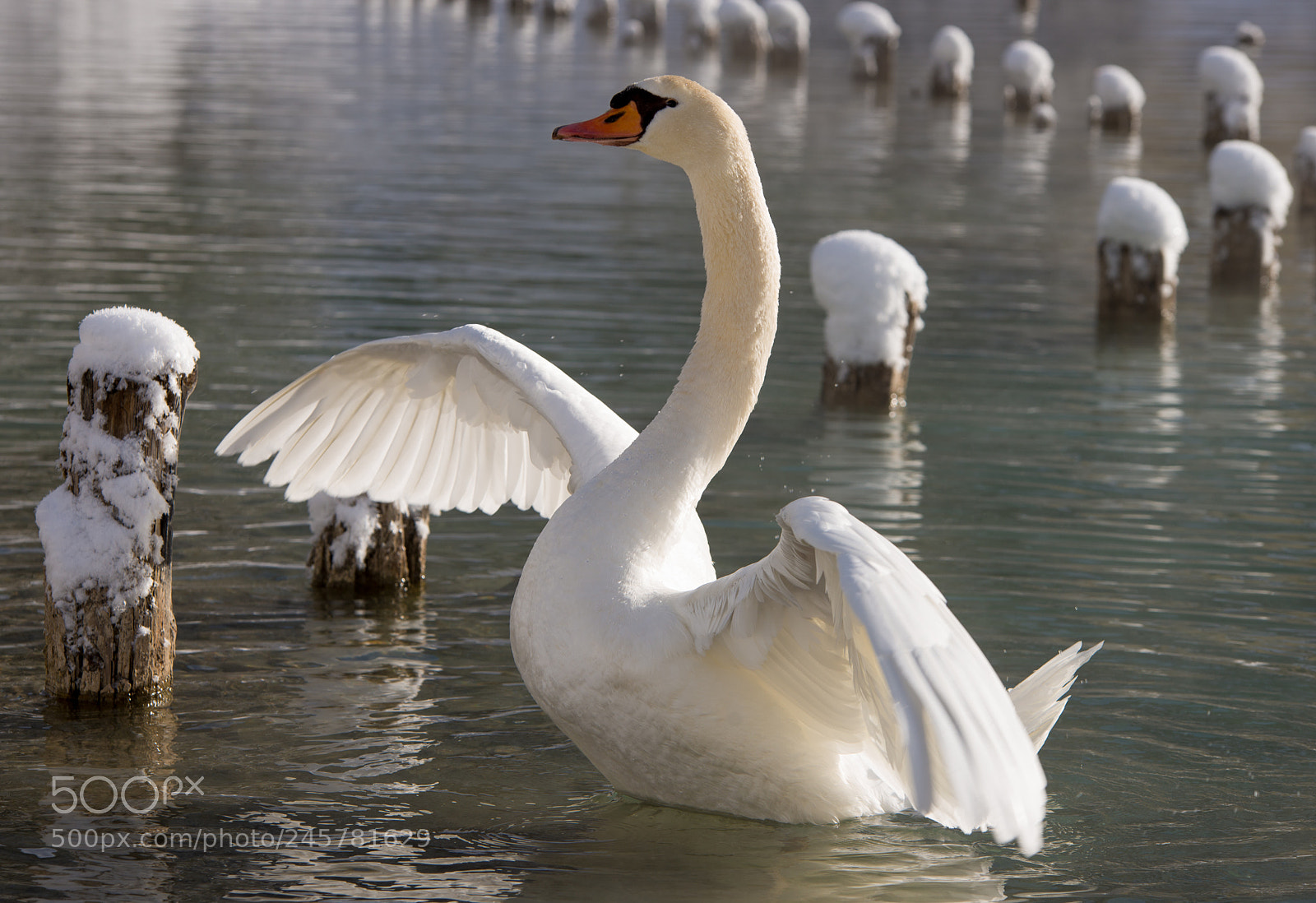 Nikon D610 sample photo. Swan on lake tobiaco photography