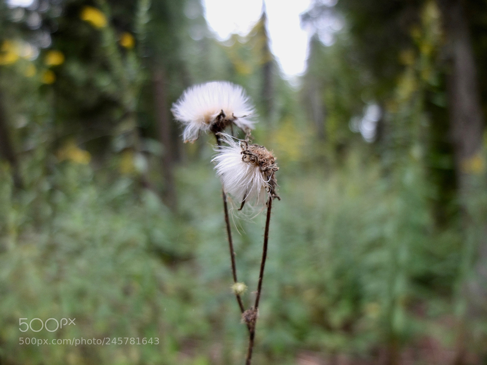 Fujifilm X10 sample photo. Late summer seeds photography