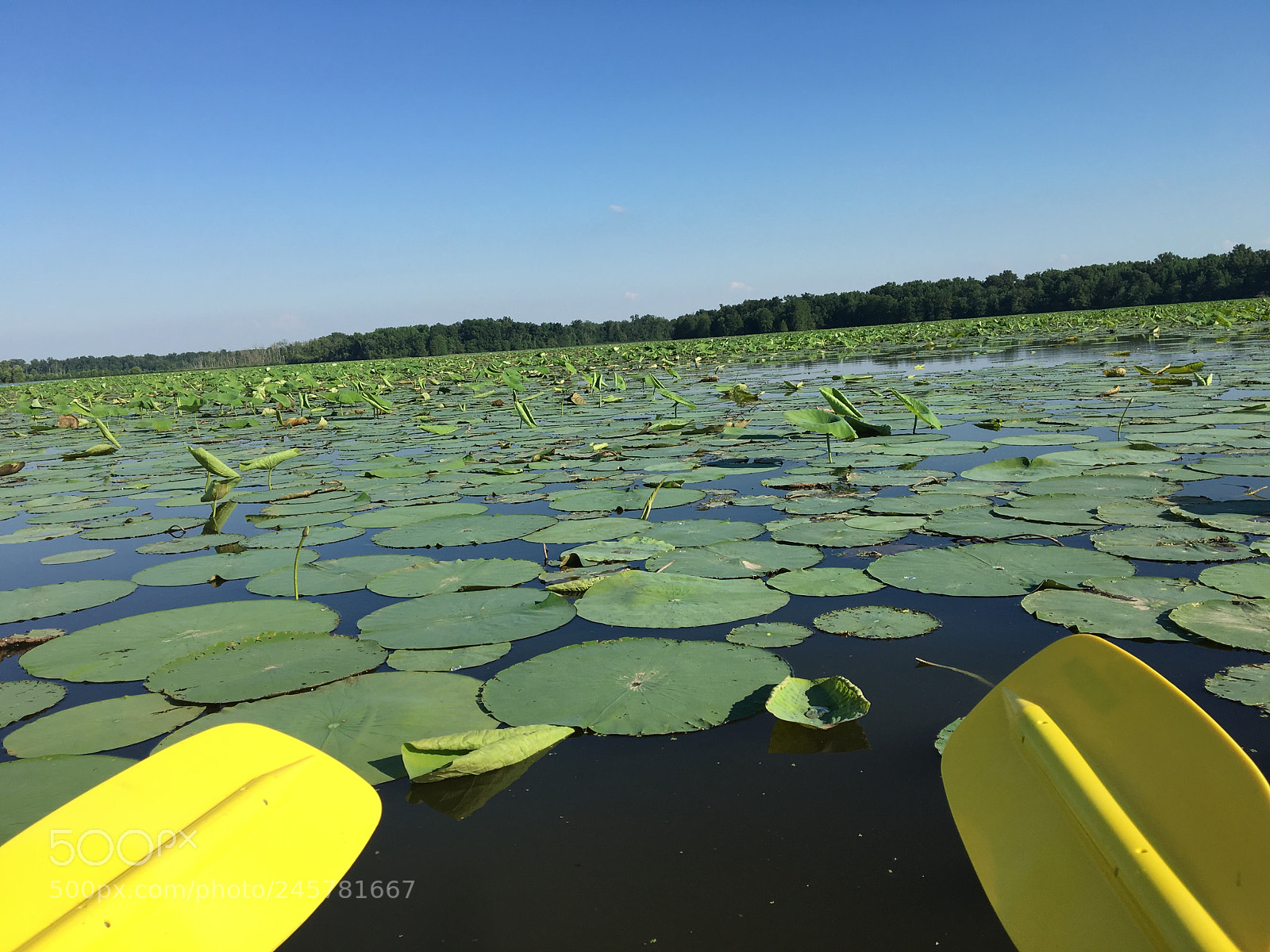 Apple iPhone 6s sample photo. Lily pads photography