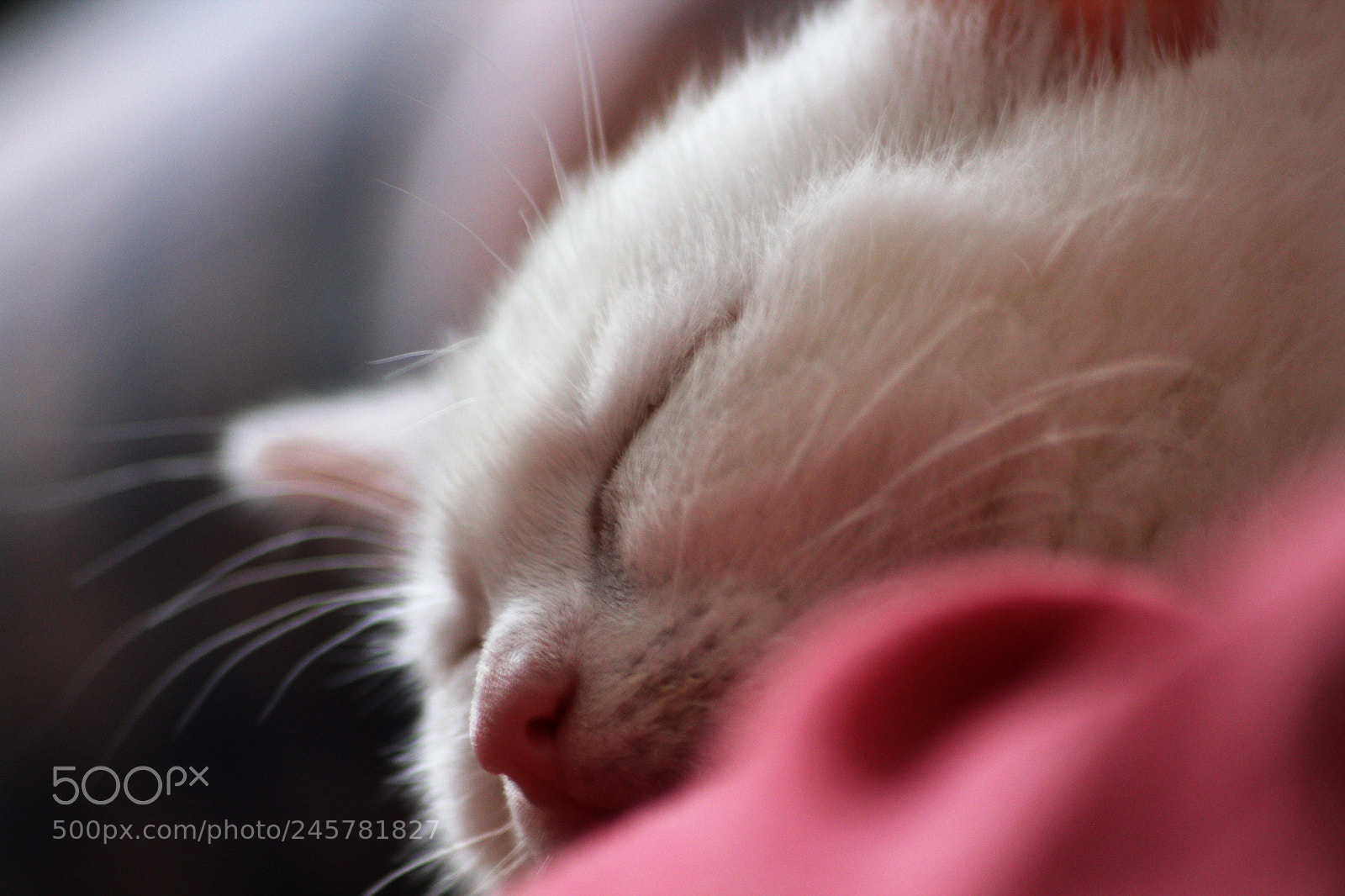 Canon EOS 600D (Rebel EOS T3i / EOS Kiss X5) sample photo. Sleepy head. photography