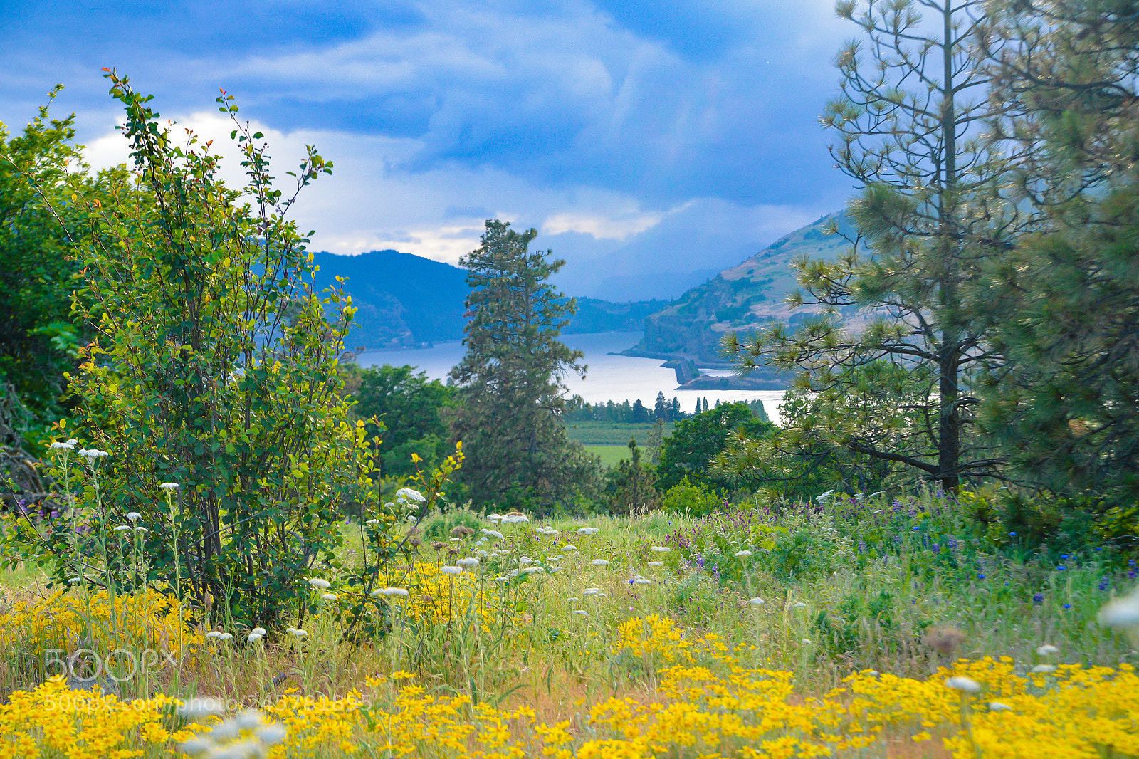 Nikon D600 sample photo. Gorgeous columbia gorge photography