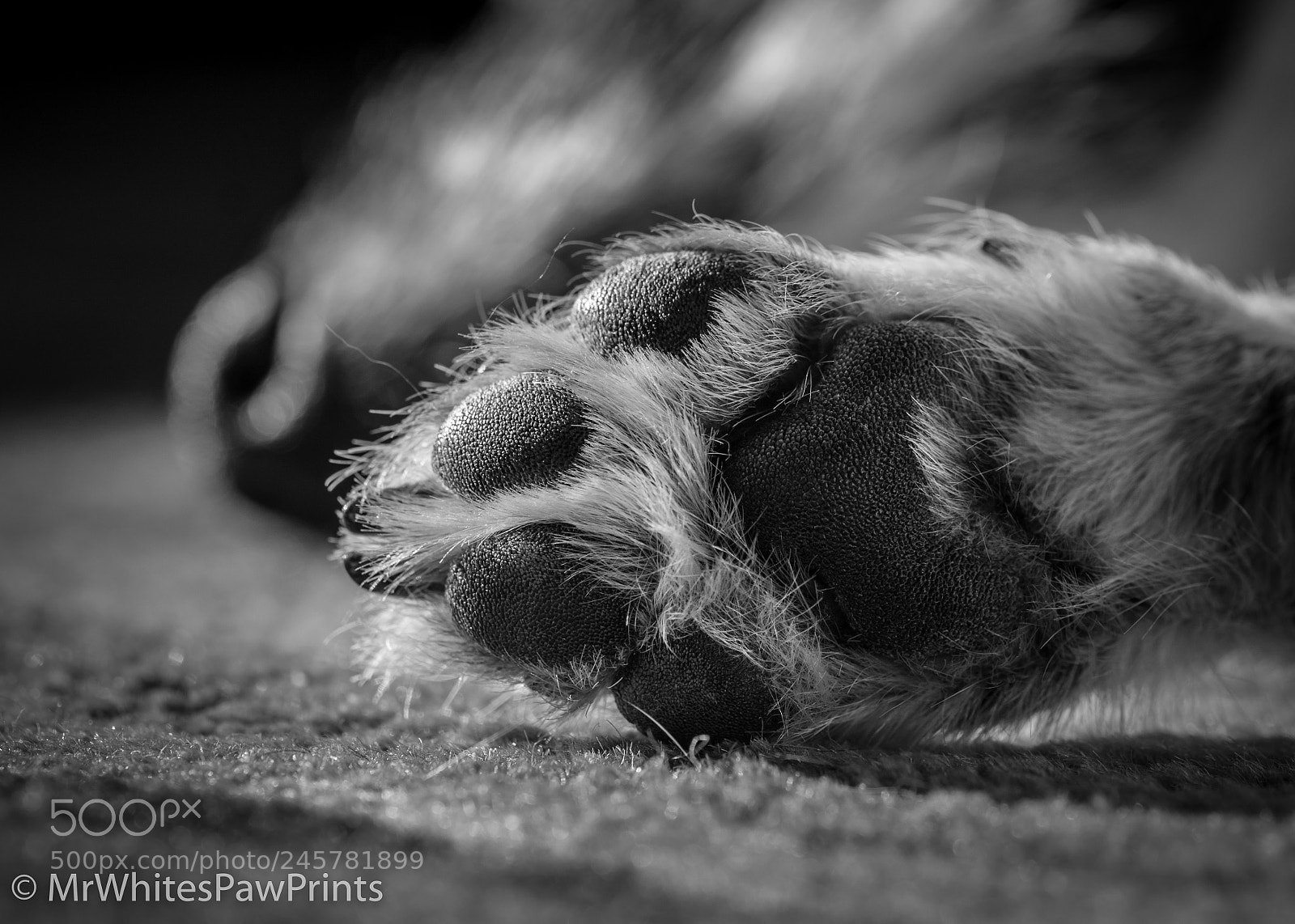 Nikon D7100 sample photo. Nibbler chilling in the photography