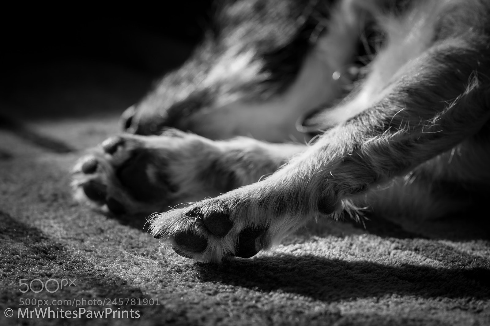 Nikon D7100 sample photo. Nibbler chilling in the photography