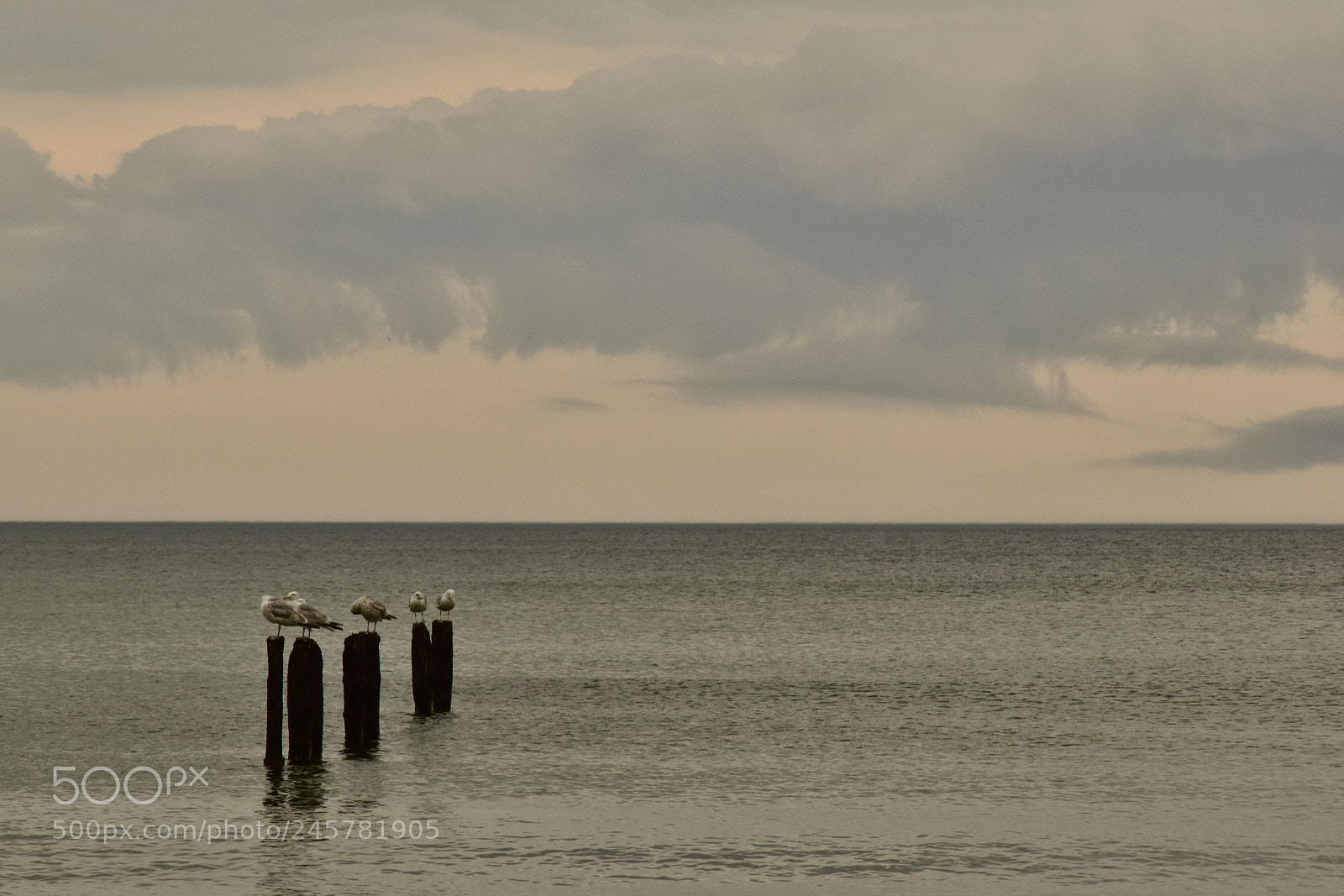 Nikon D5500 sample photo. Seagulls photography