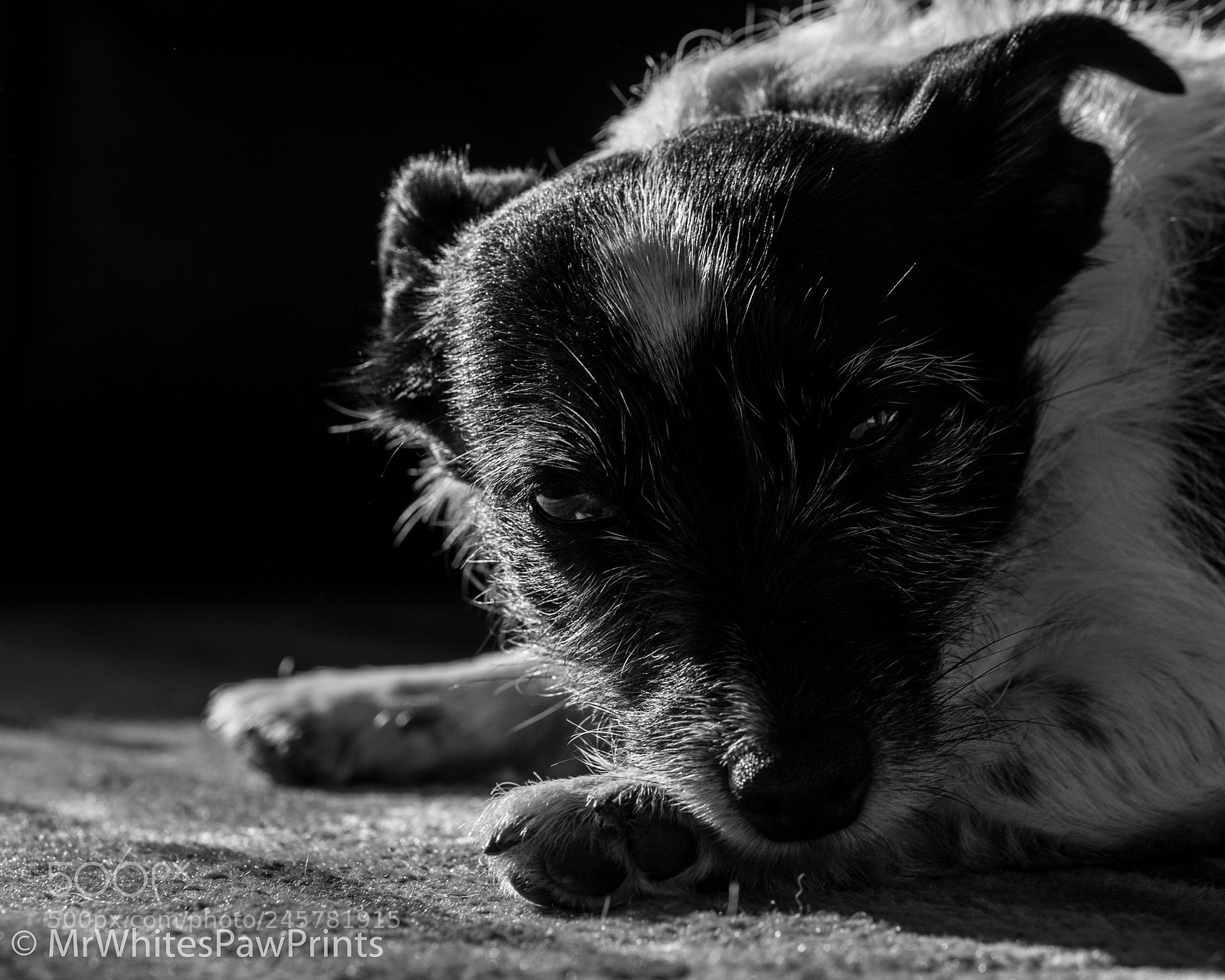Nikon D7100 sample photo. Nibbler chilling in the photography