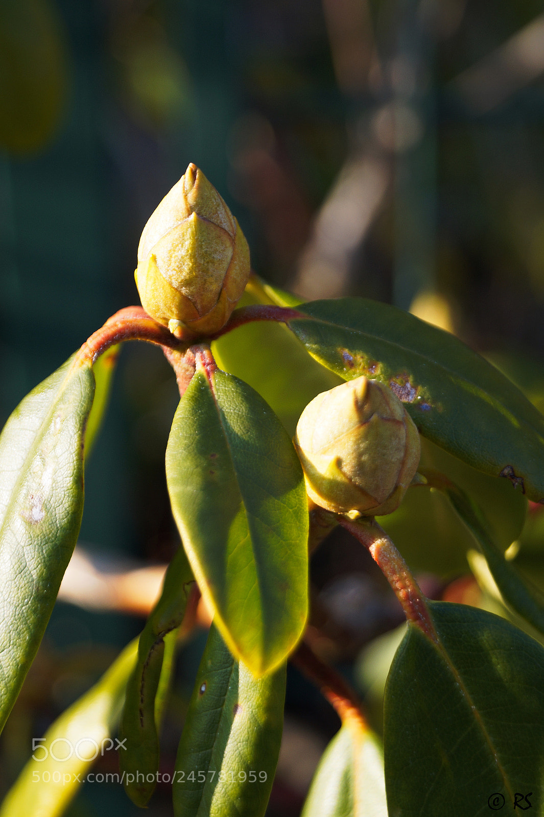 Sony SLT-A58 sample photo. Springtime in winter photography
