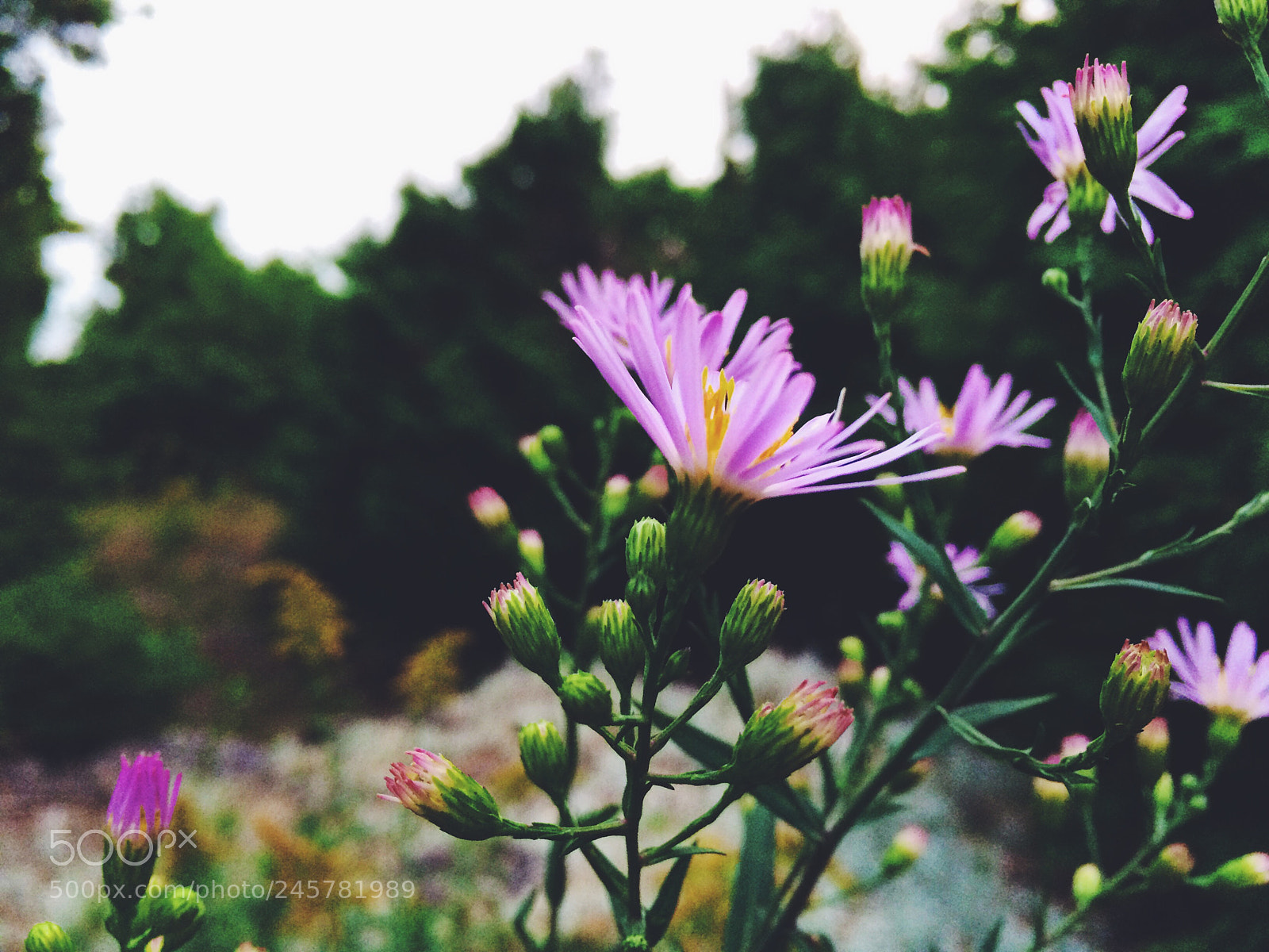 Apple iPhone 5s sample photo. Asteraceae photography