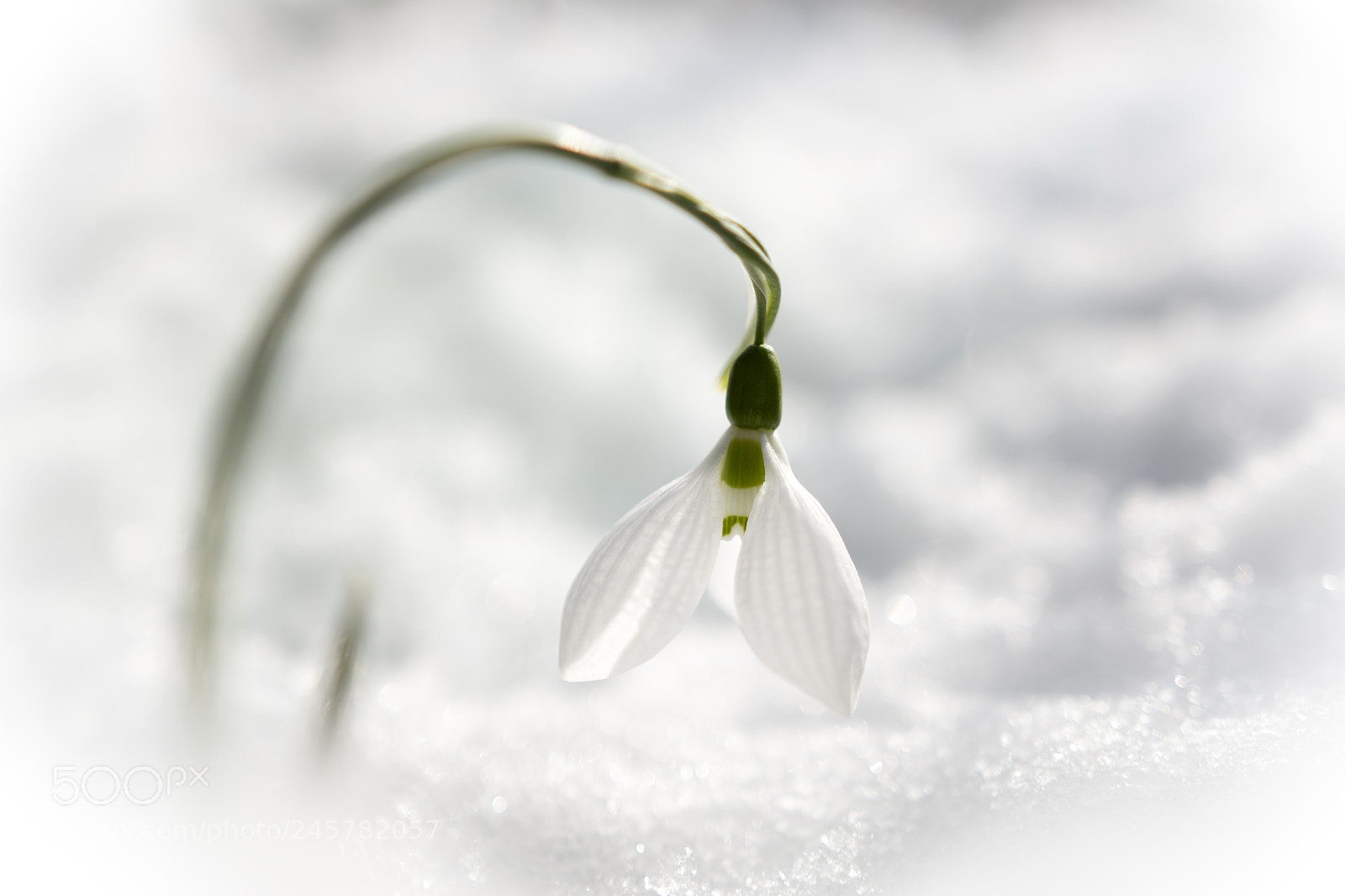Nikon D5500 sample photo. Frozen solitude photography