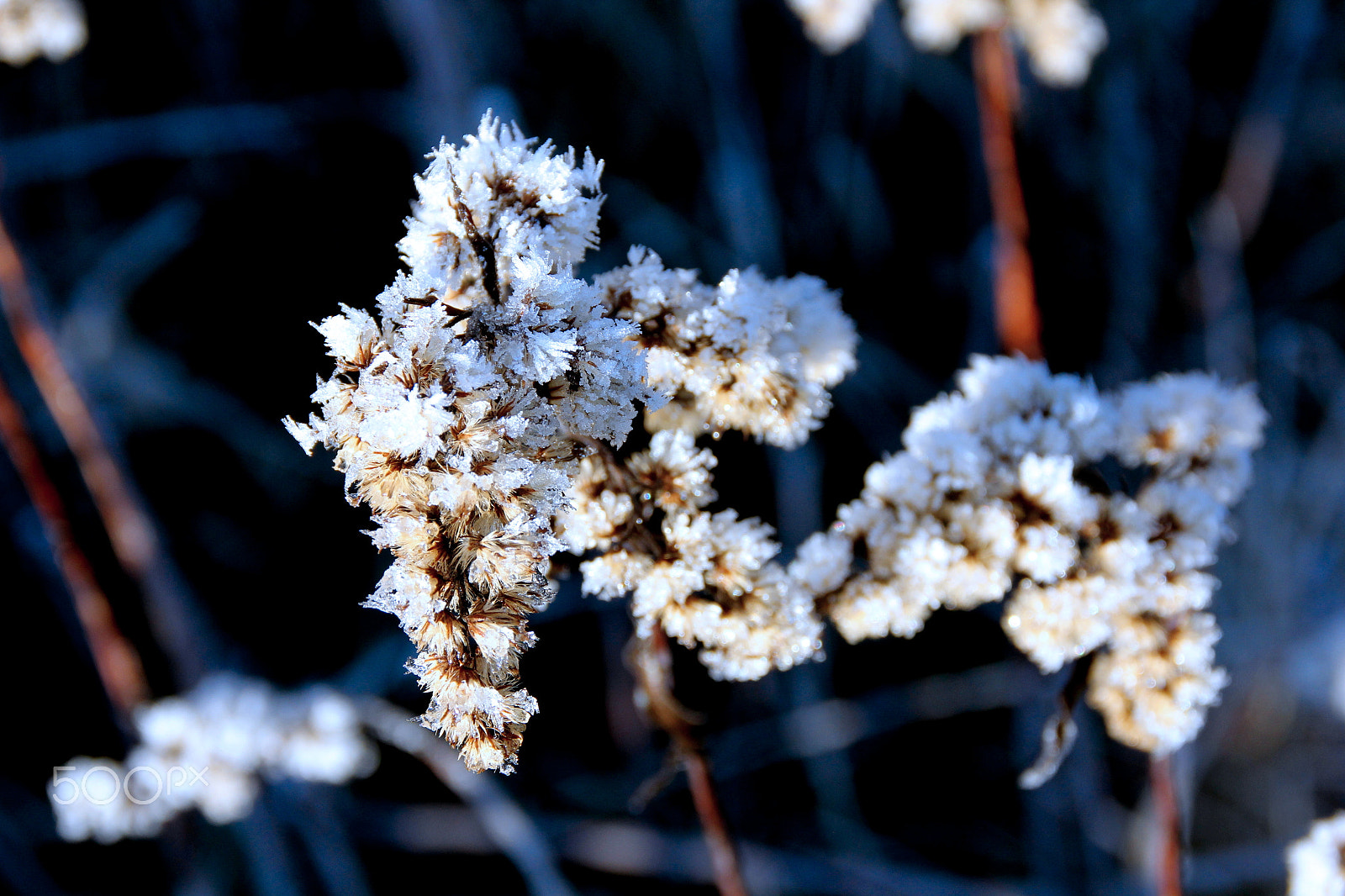 Canon EOS 60D sample photo. Img photography