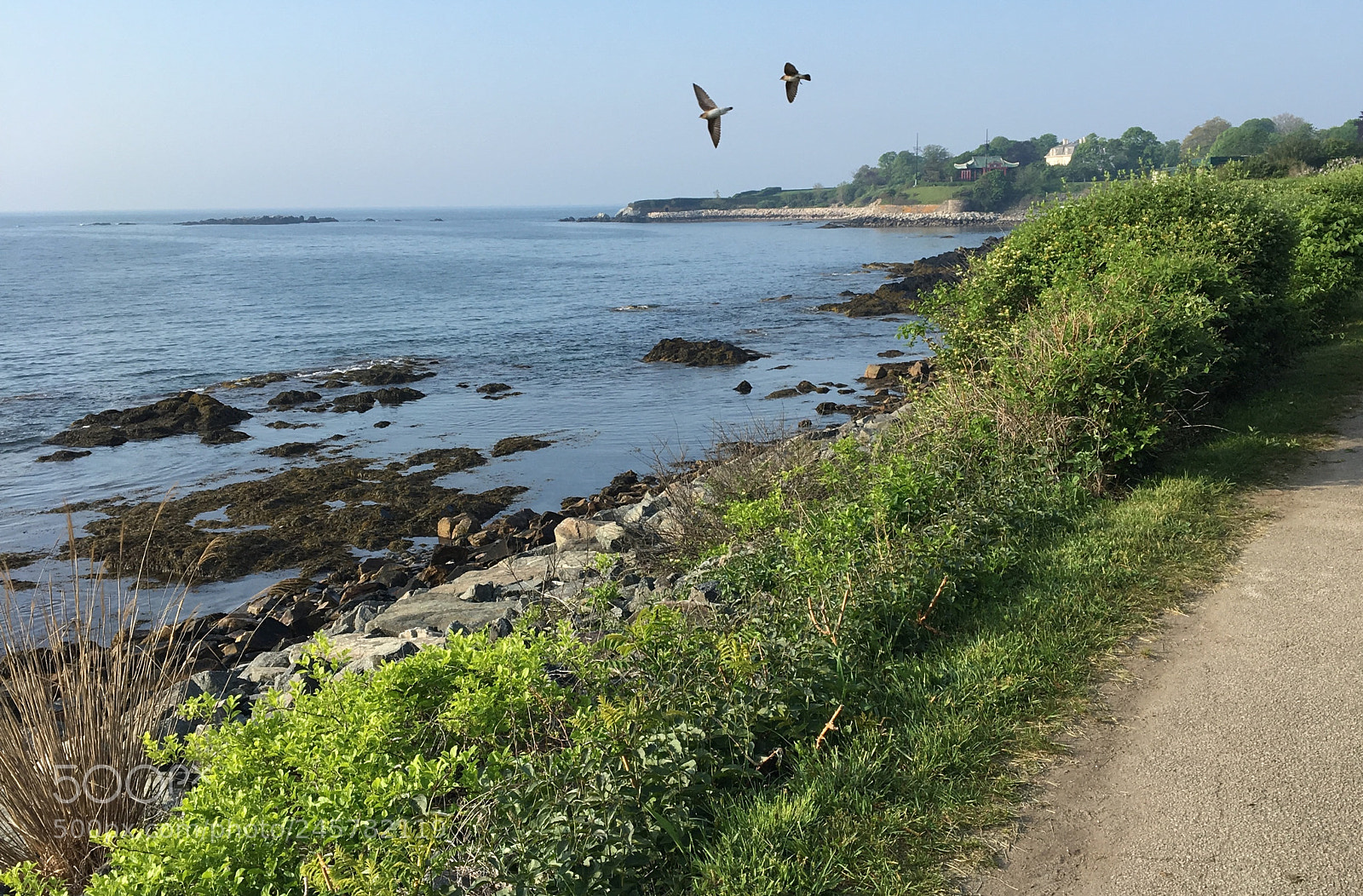 Apple iPhone 6s sample photo. Seascape with birds in photography