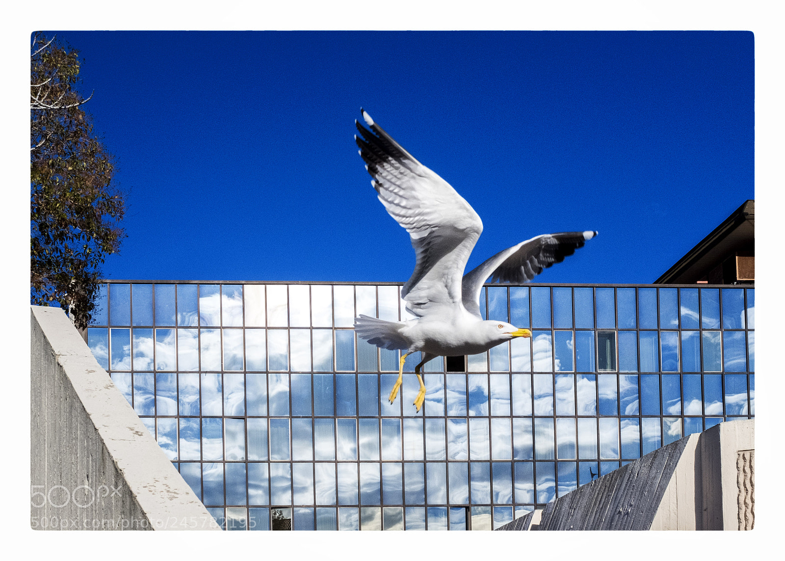 Fujifilm X100F sample photo. Bird photography