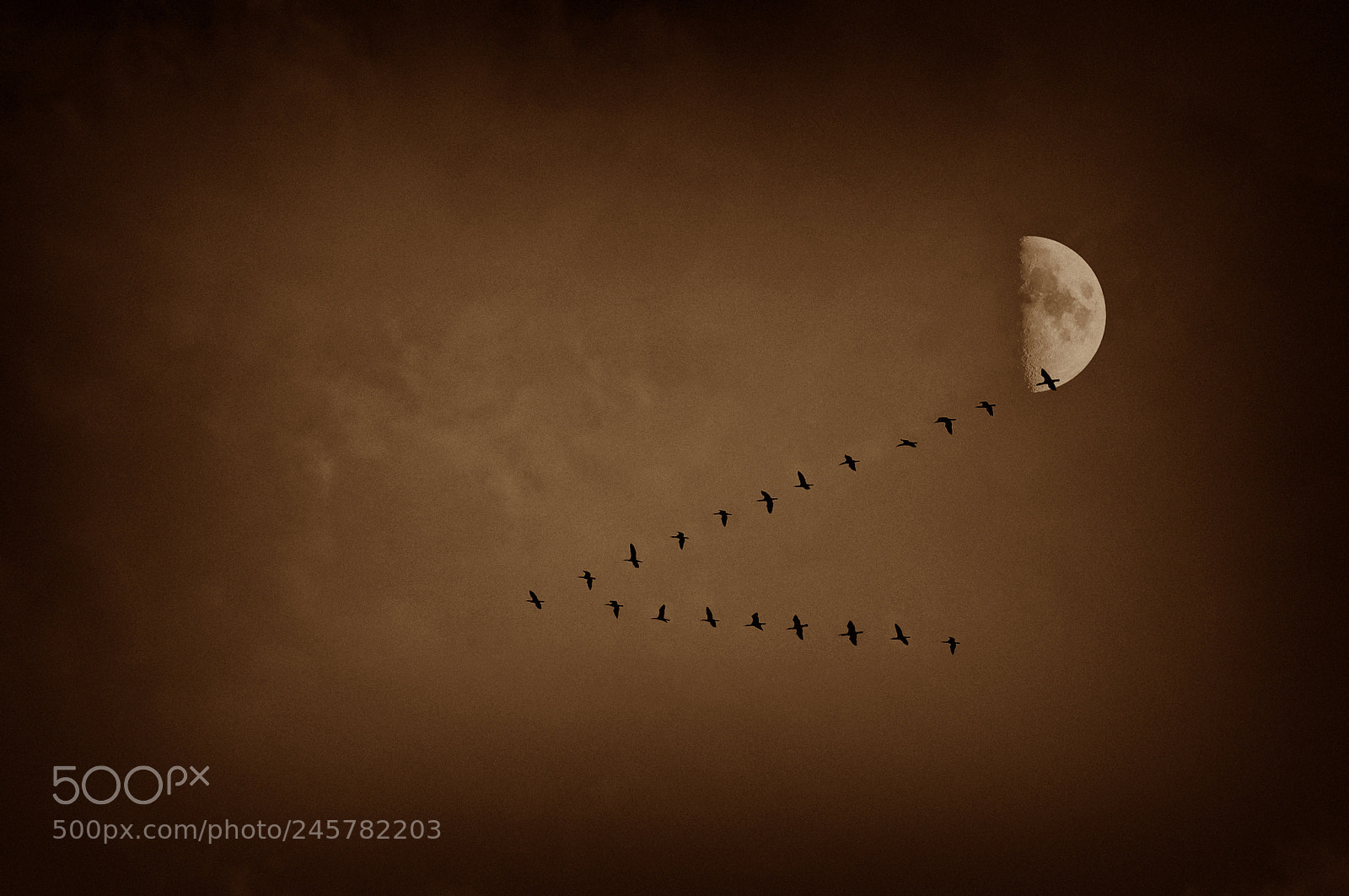 Nikon D90 sample photo. Half moon migratory bird photography