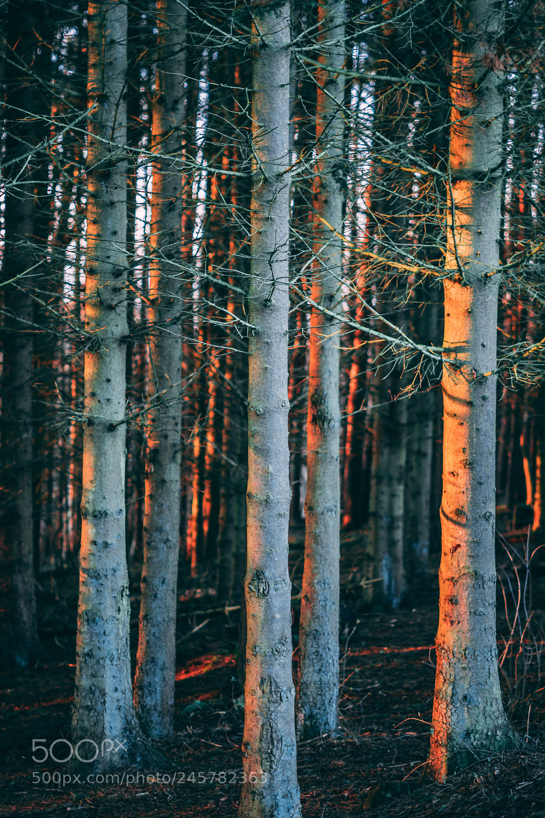 Sony a6500 sample photo. Forest sunset photography