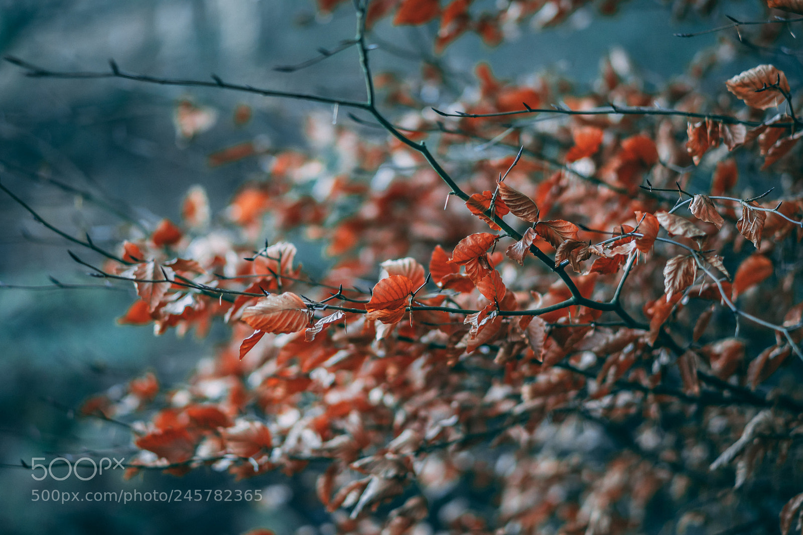 Sony a6500 sample photo. Last of the autumn photography