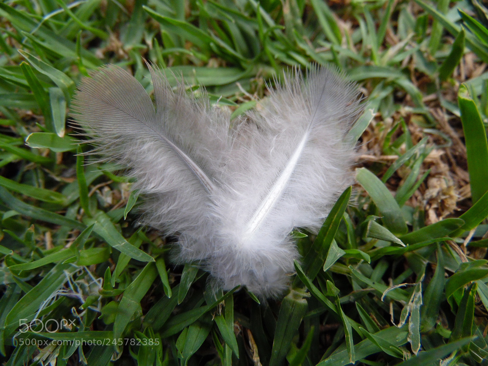 Samsung WB1100F/WB1101F/WB1102F sample photo. Travel feathers photography