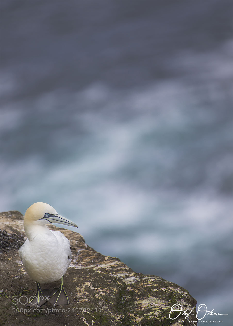 Nikon D600 sample photo. Gannet in mykines island photography