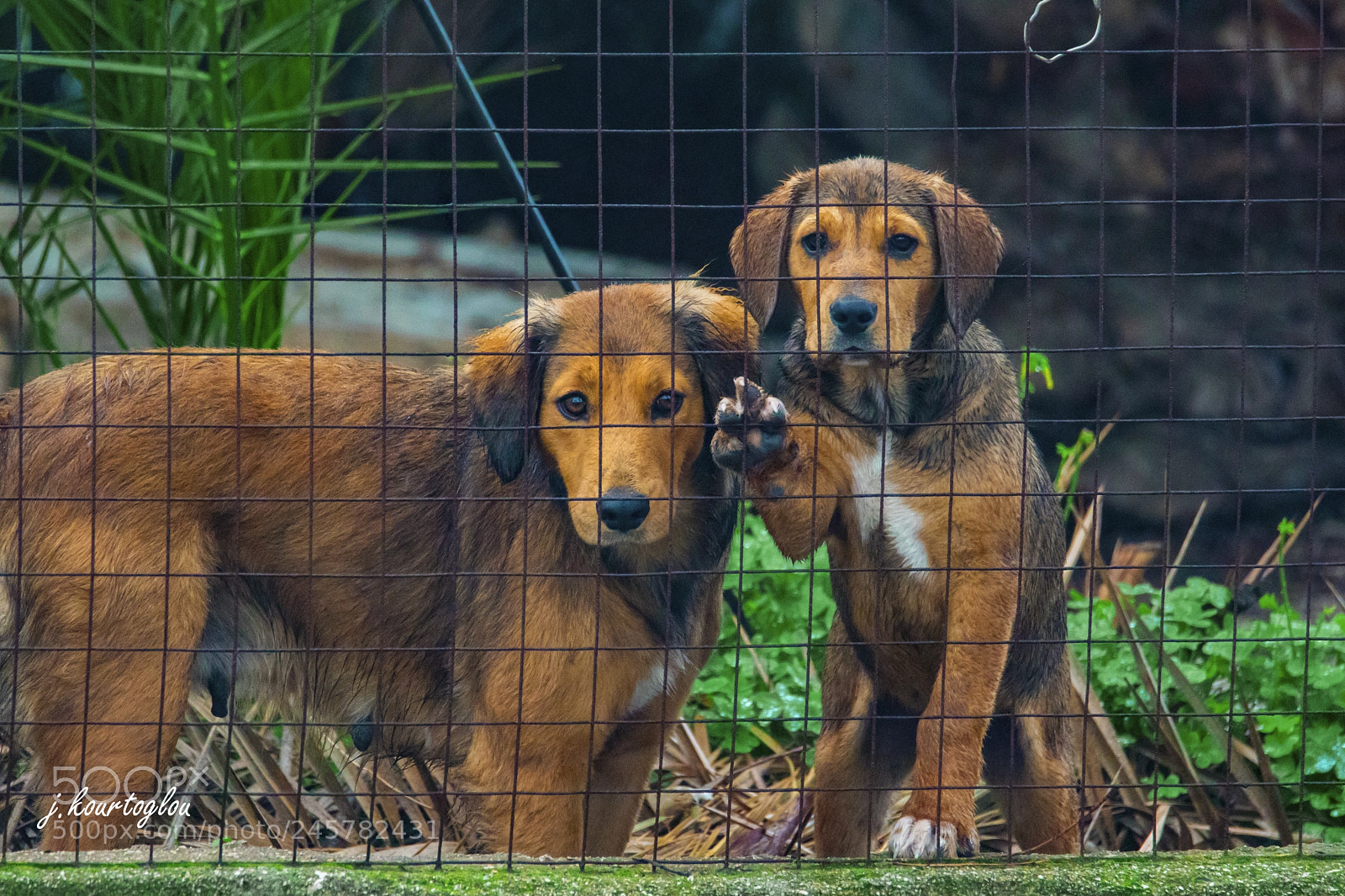 Sony a6500 sample photo. Dogs photography