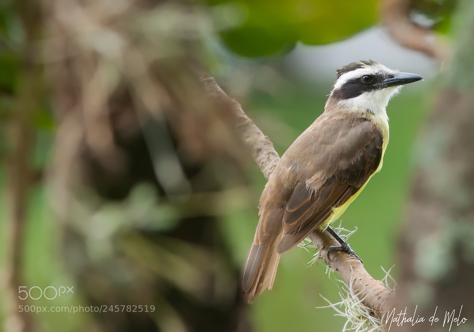 Canon EOS-1D Mark III sample photo. Bem-te-vi pitangus sulphuratus photography