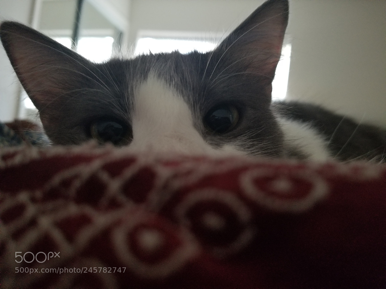 Samsung Galaxy S8 sample photo. Untitled photography