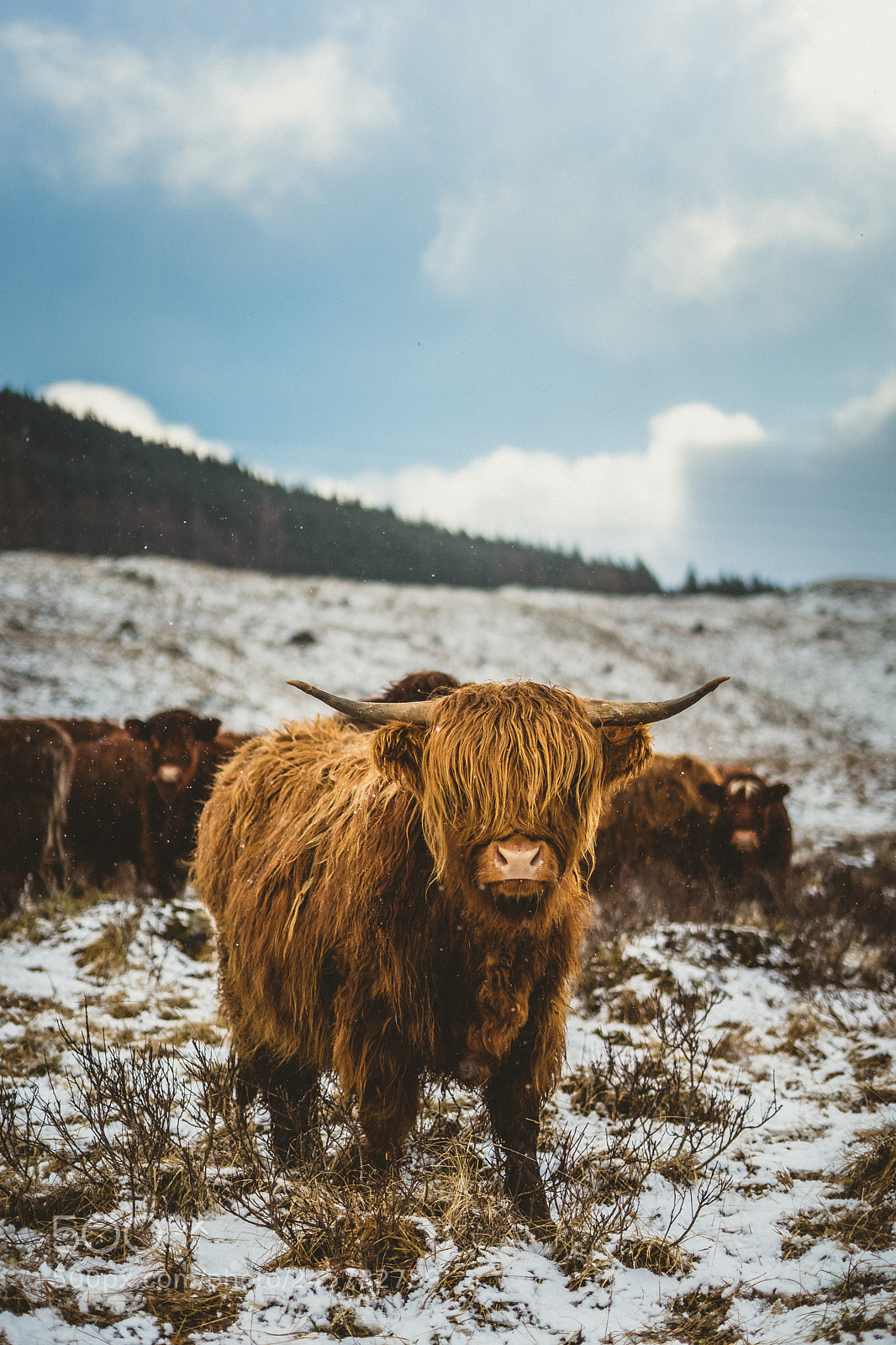 Sony a7 II sample photo. Highland cow pt.2 photography