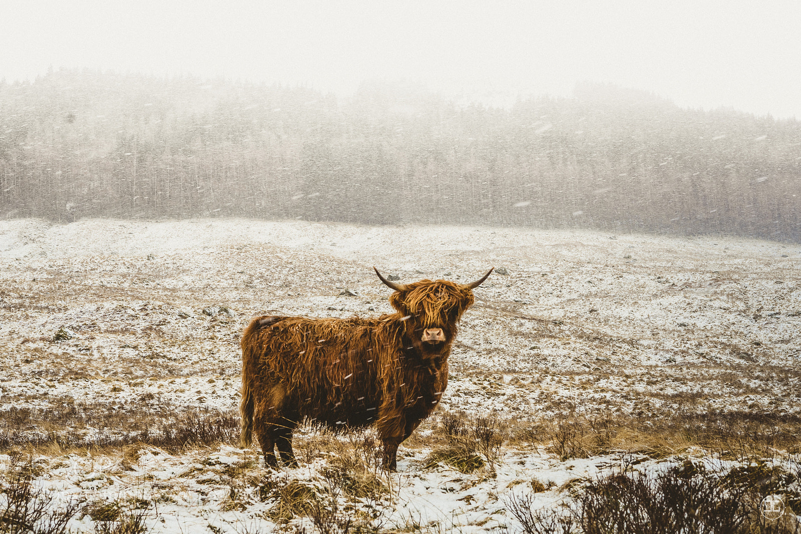 Sony a7 II sample photo. Highland cow pt.1 photography