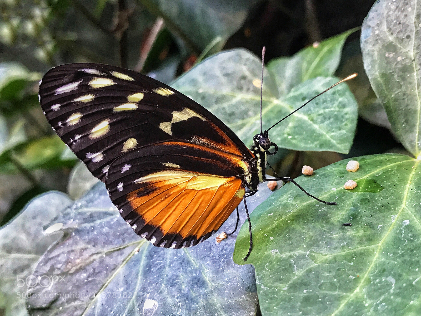 Apple iPhone 7 sample photo. Tiger longwing wings up photography
