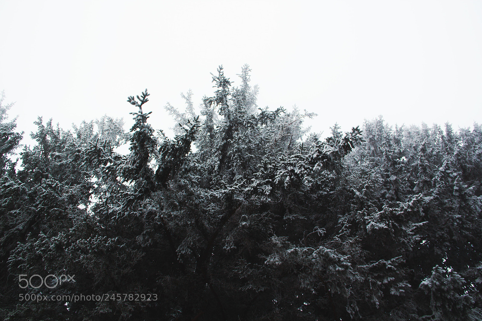 Canon EOS 550D (EOS Rebel T2i / EOS Kiss X4) sample photo. Trees photography