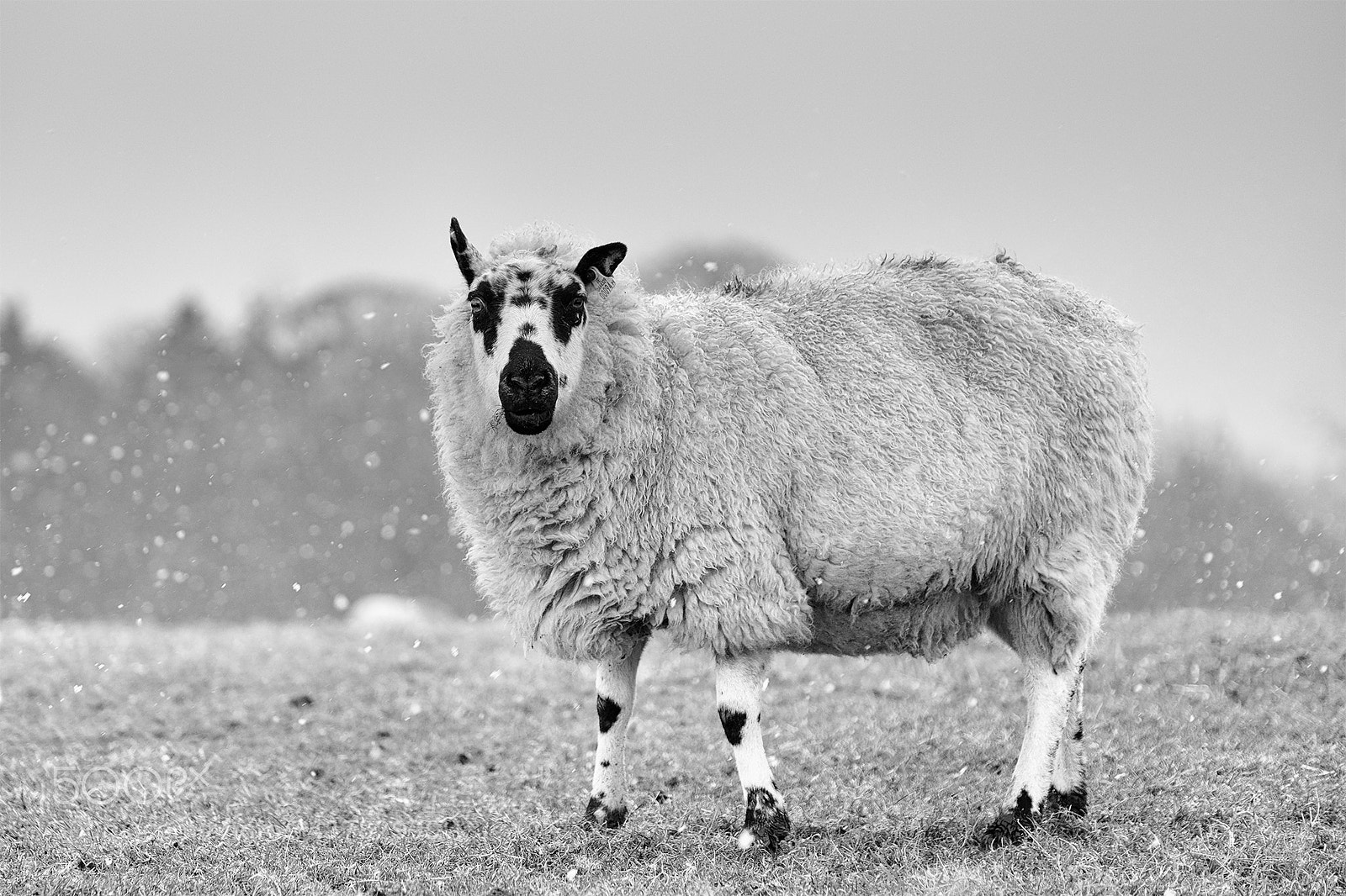 Fujifilm X-T2 sample photo. Black and white photography