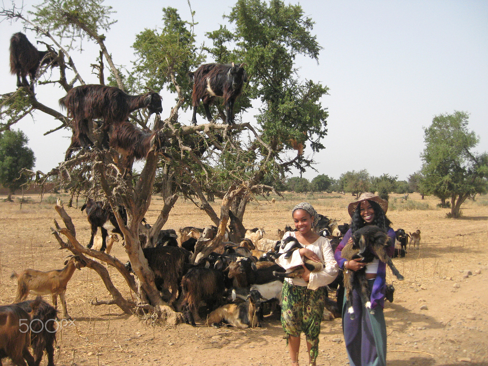 Canon PowerShot SD1100 IS (Digital IXUS 80 IS / IXY Digital 20 IS) sample photo. Tree climbing goats of morocco photography