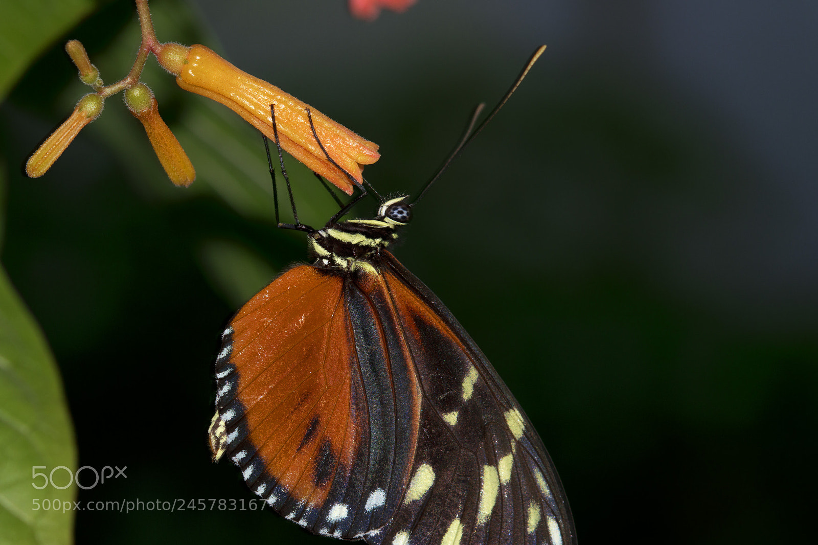 Nikon D3200 sample photo. Tithorea harmonia - harmonia photography