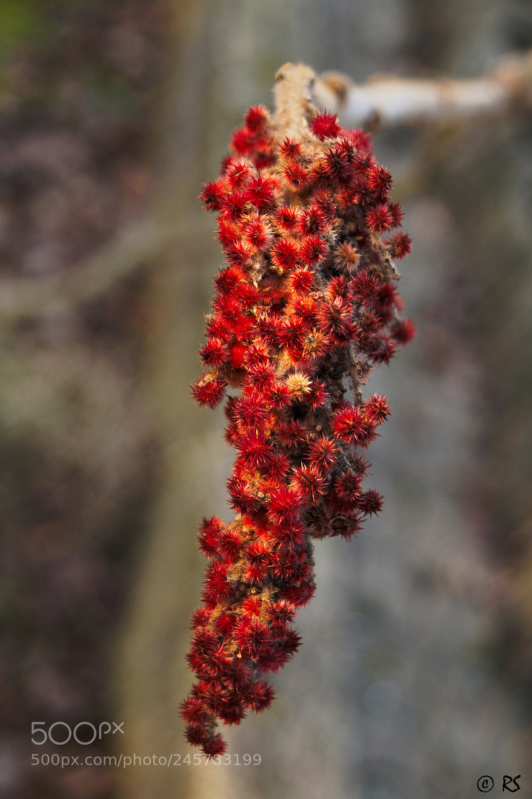 Sony SLT-A58 sample photo. Springtime in winter 2 photography