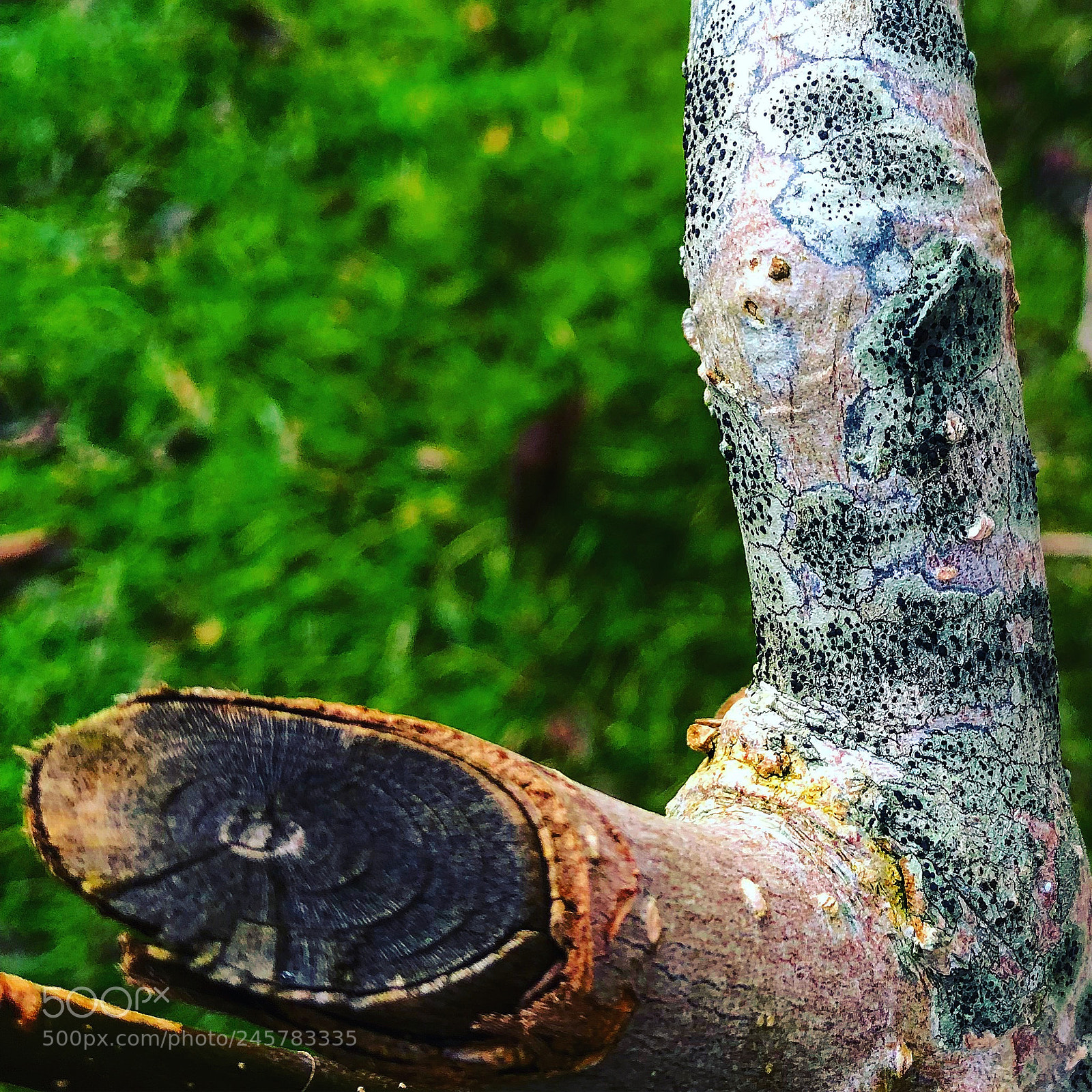 Apple iPhone 8 Plus sample photo. Branch in nature photography