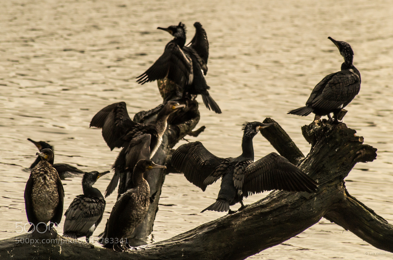 Pentax K-30 sample photo. Bird reunion photography