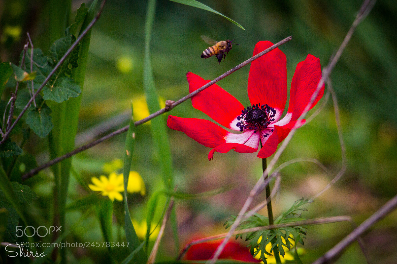 Canon EOS 700D (EOS Rebel T5i / EOS Kiss X7i) sample photo. Let it bee photography