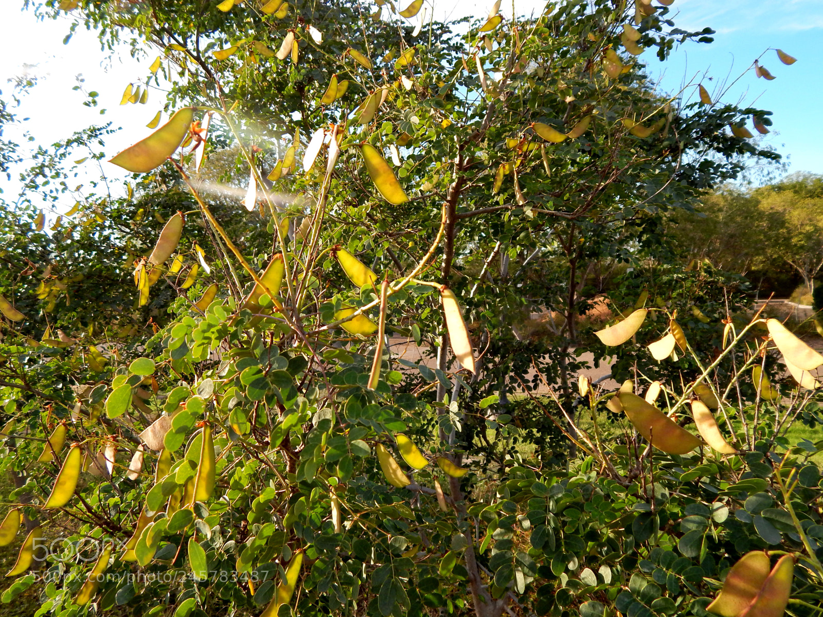 Nikon Coolpix L820 sample photo. Fresh pods photography