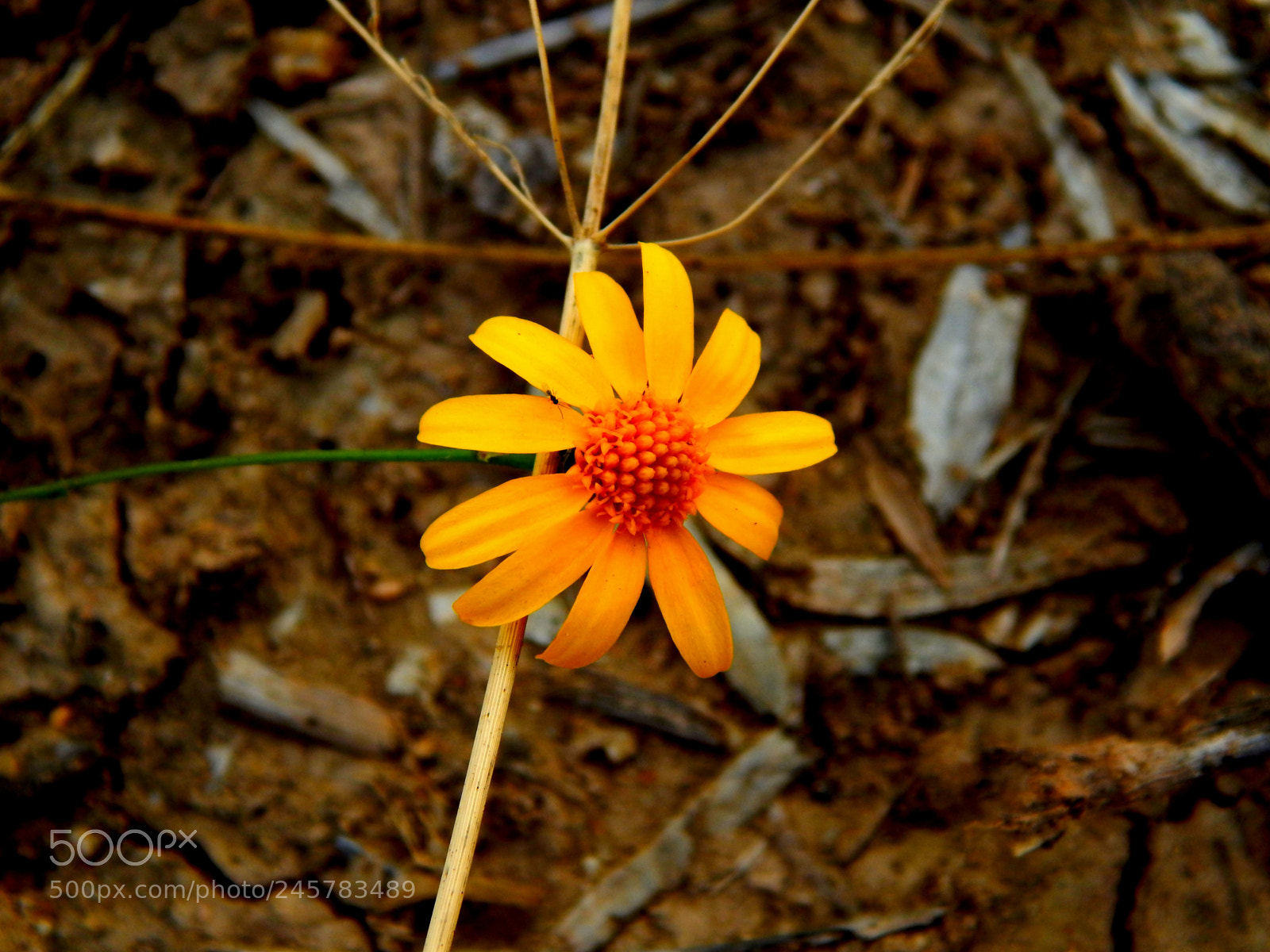 Nikon Coolpix L820 sample photo. Pretty daisy photography