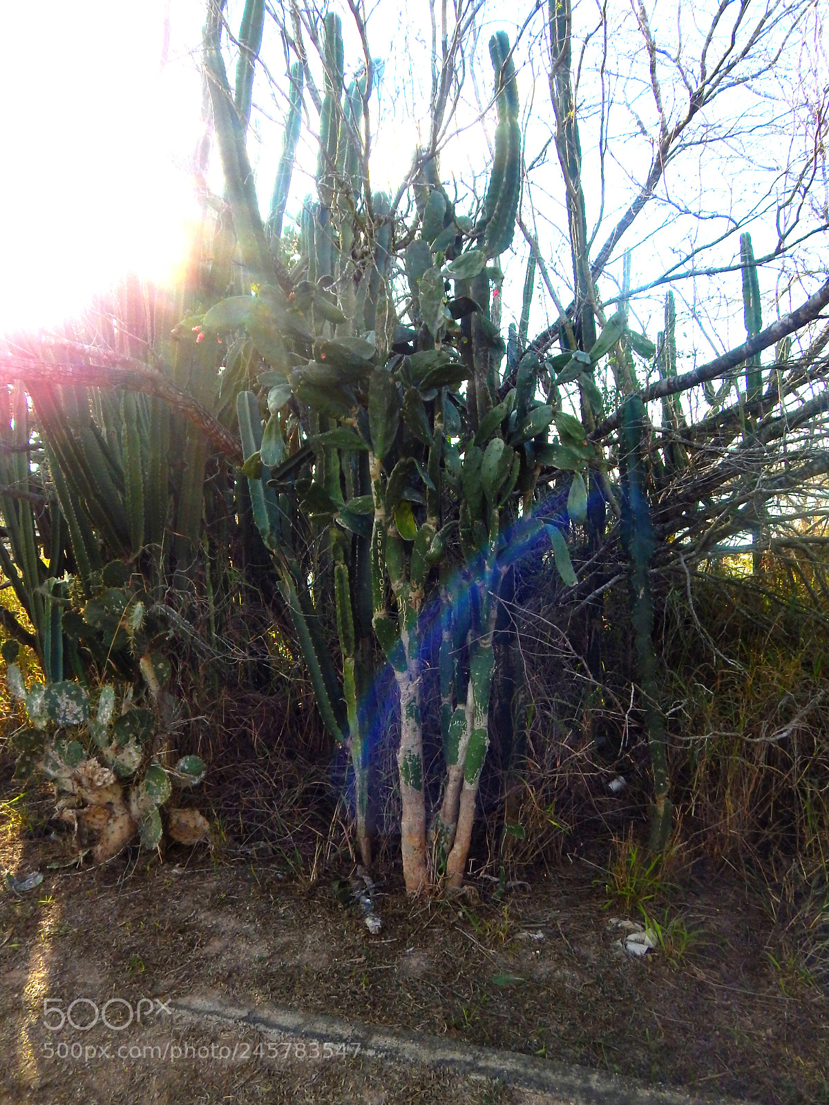 Nikon Coolpix L820 sample photo. Tall cactus photography