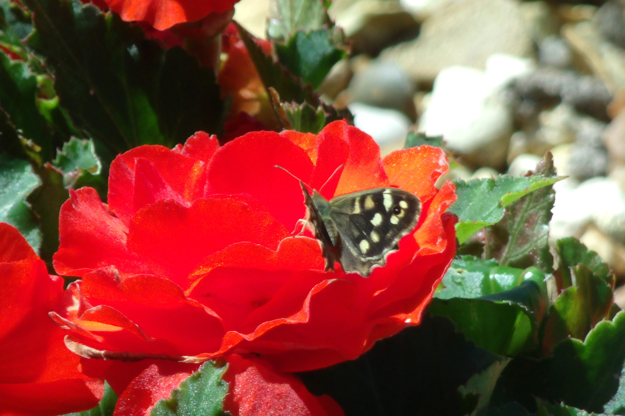 GENERAL IMAGING CO. X400 sample photo. Butterfly photography