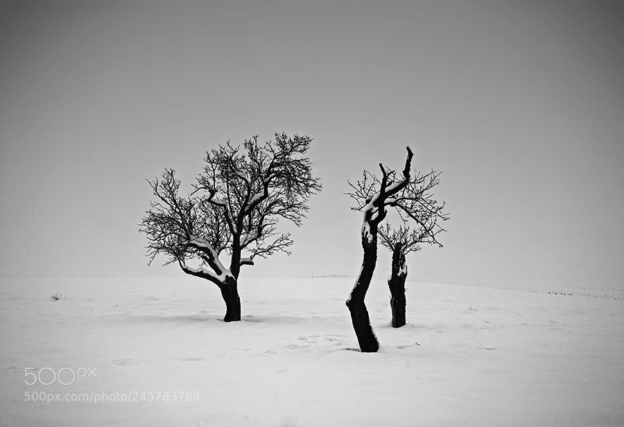 Canon EOS 5D sample photo. From "the tree collection" photography